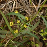 Bupleurum ramosissimum Wight & Arn.